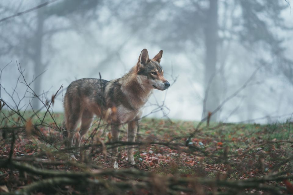 Wolf and Wildlife Tracking in Sweden - Essential Information to Know