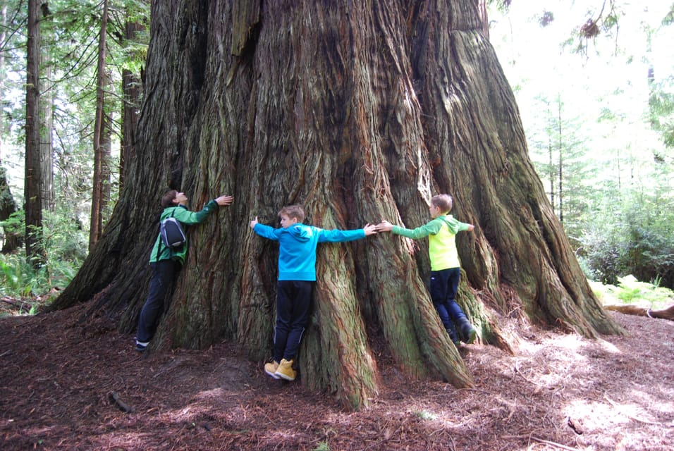 Wonder of the Redwoods - Prairie Creek State Park - Wildlife Encounters