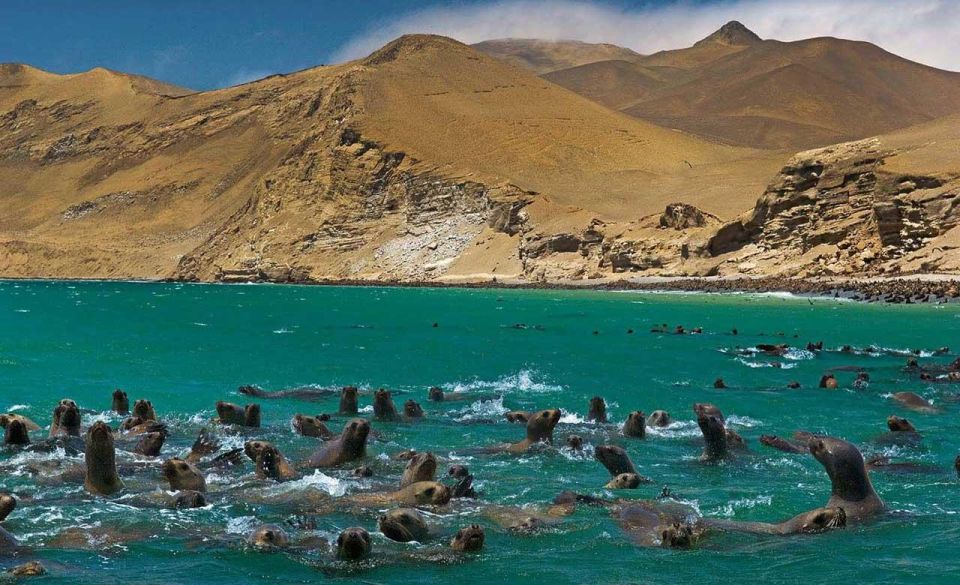 Wonders of Paracas: Ballestas Islands and National Reserve - Essential Information for Travelers