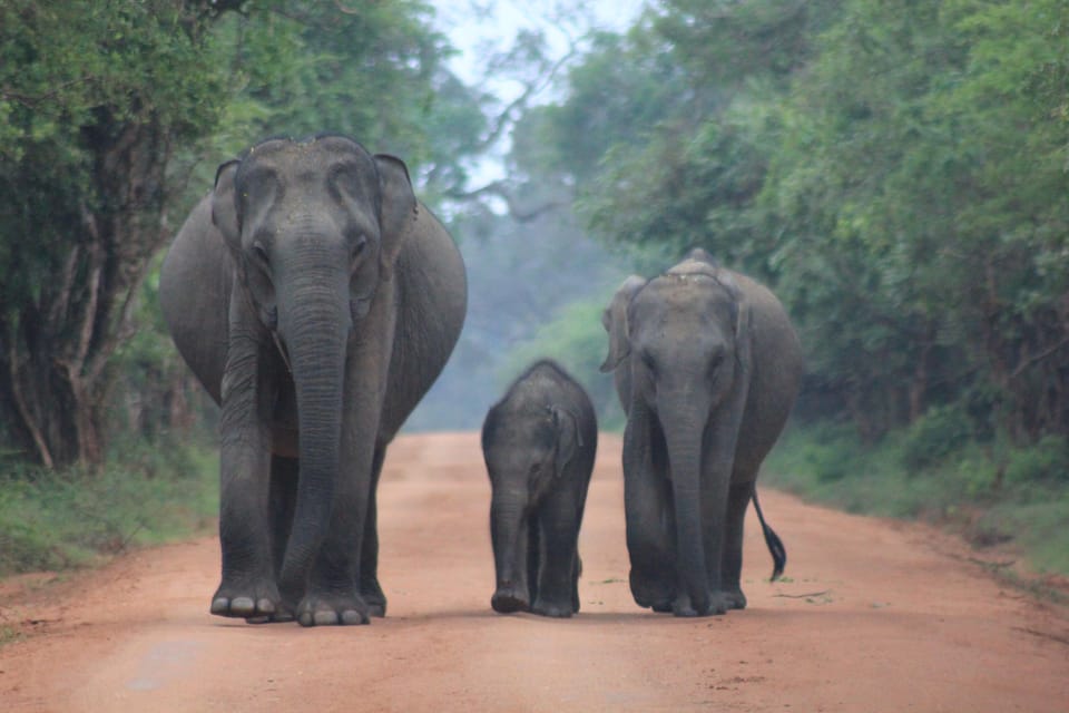 YALA National Park - Morning Wildlife Safari (7 Hours) - Wildlife Highlights