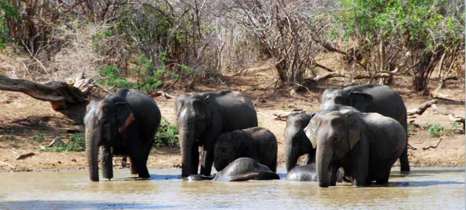 Yala National Park: Private Safari Day Trip With Lunch - Inclusions