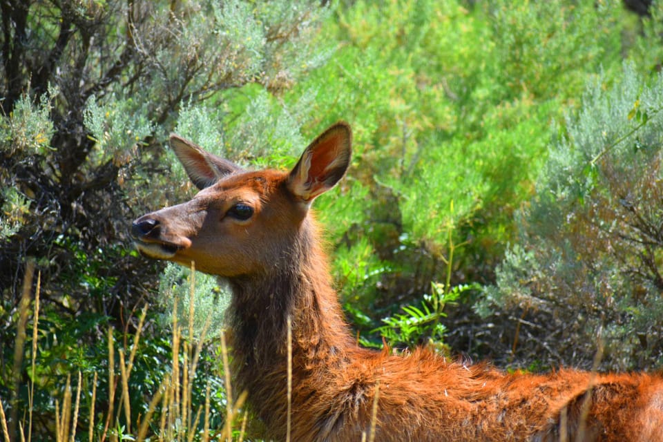 Yellowstone Wildlife Tours: From West Yellowstone Montana - Whats Included