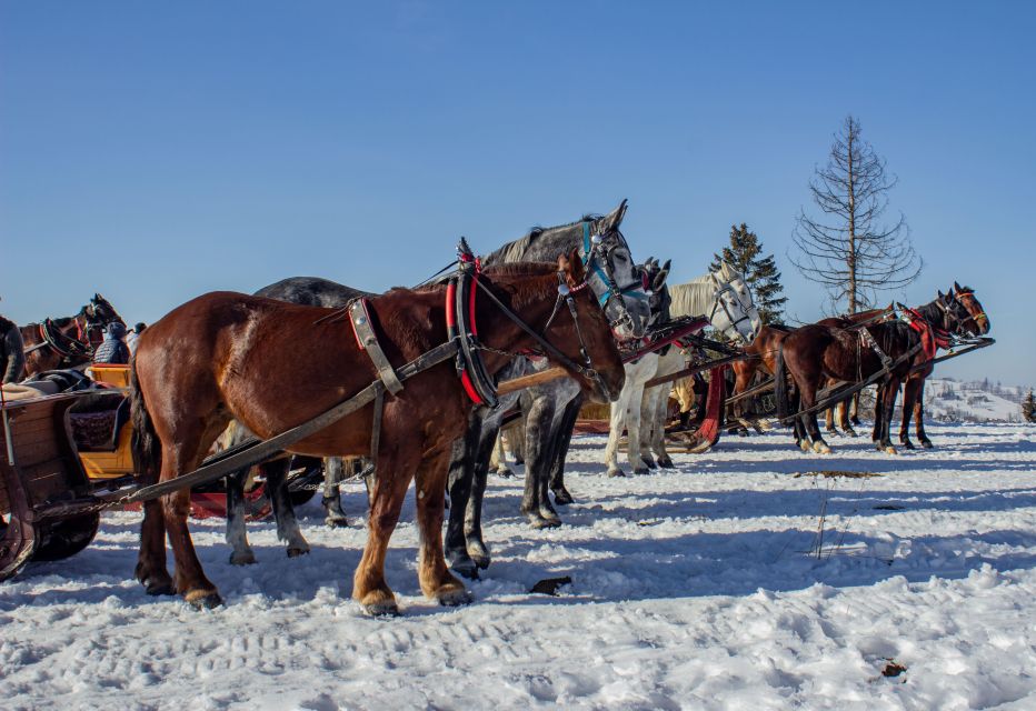 Zakopane: Horse-Drawn Rides With Local Guide & Food Tasting - Seasonal Variations