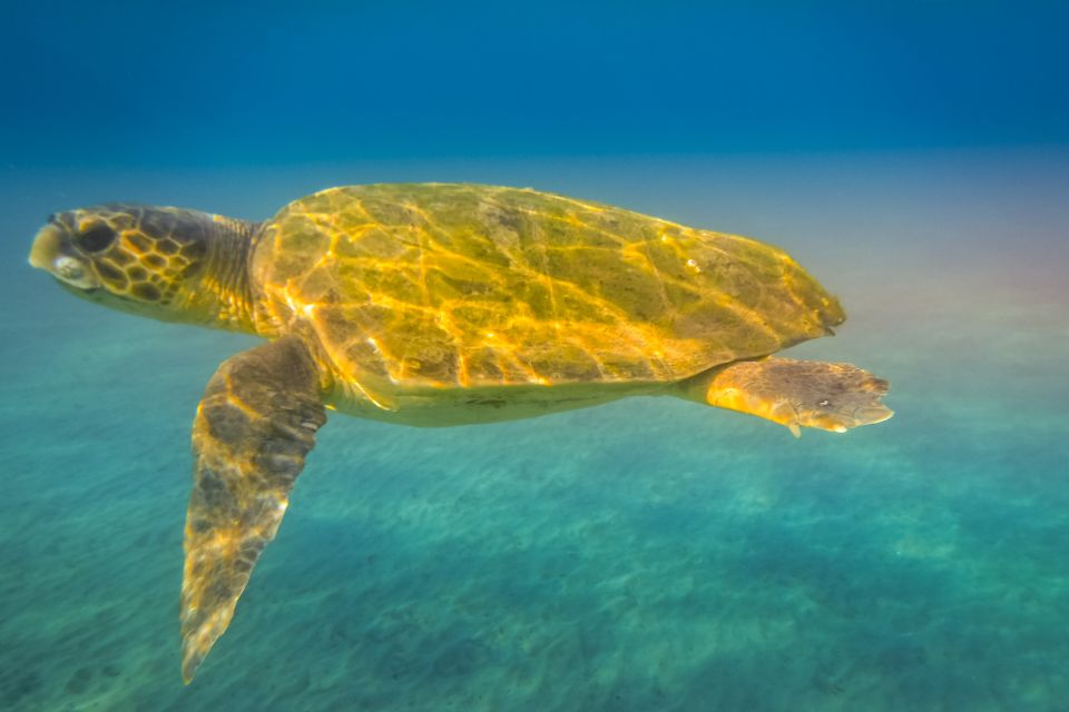 Zakynthos: Guided Boat Cruise to Turtle Island & Keri Caves - Swimming Opportunities and Turtle Sightings