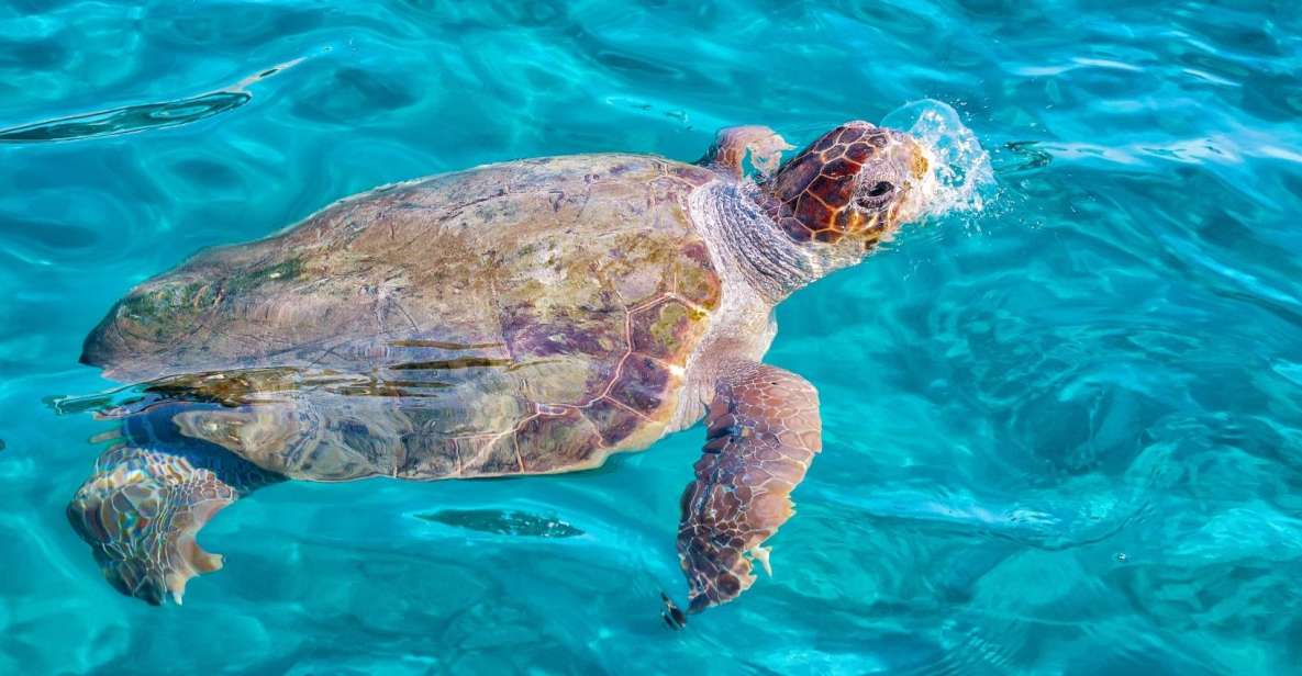 Zakynthos: Turtle Island Cruise With Swimming Stop - Inclusions and Exclusions