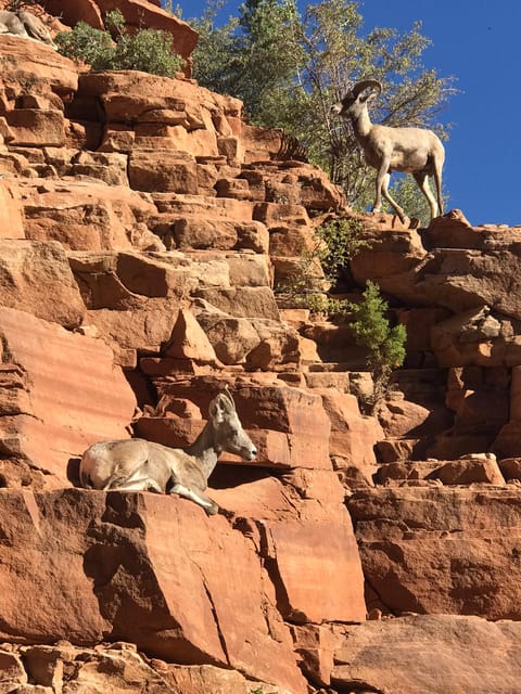 Zion National Park 5-hour Tour: Hike and Drive - Included Amenities