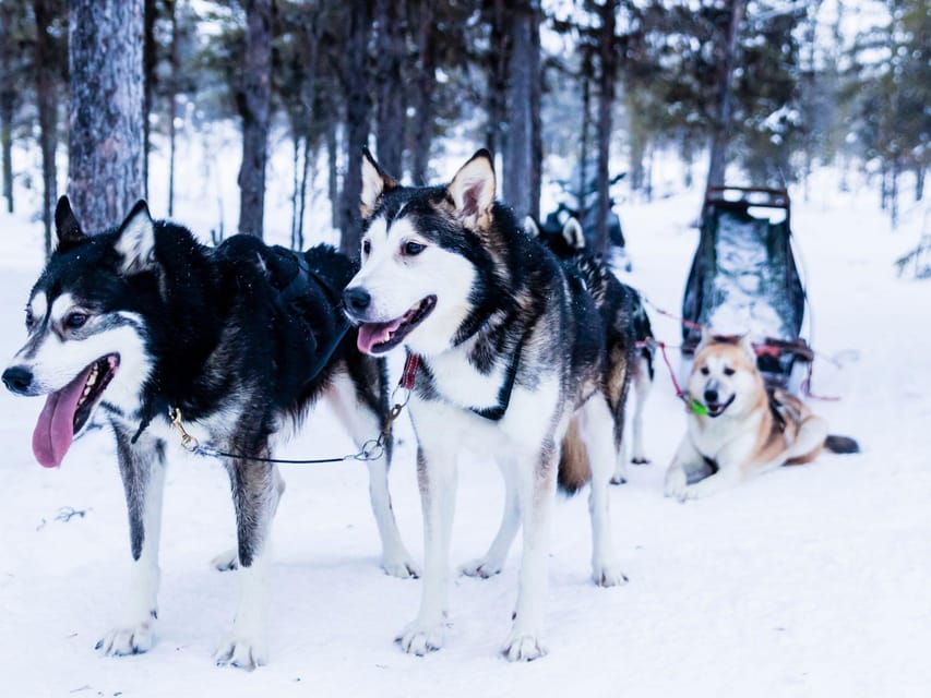 4hr Dog Sledding Trip on Finnmarksvidda - Good To Know