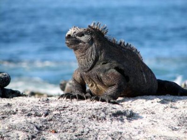 5-Day Galapagos Islands Cruise: Itinerary a (West) Aboard the Monserrat Yacht - Good To Know