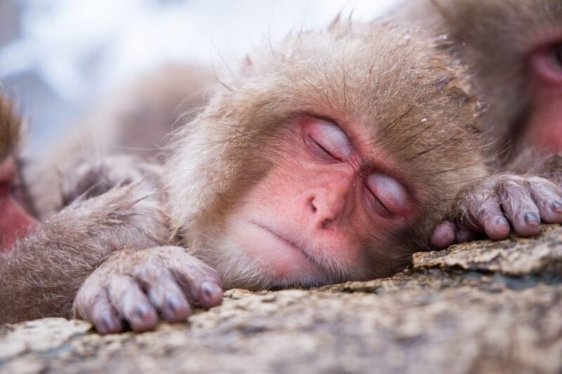 1 Day Tour: Snow Monkeys & Snow Fun in Shiga Kogen - Customer Reviews