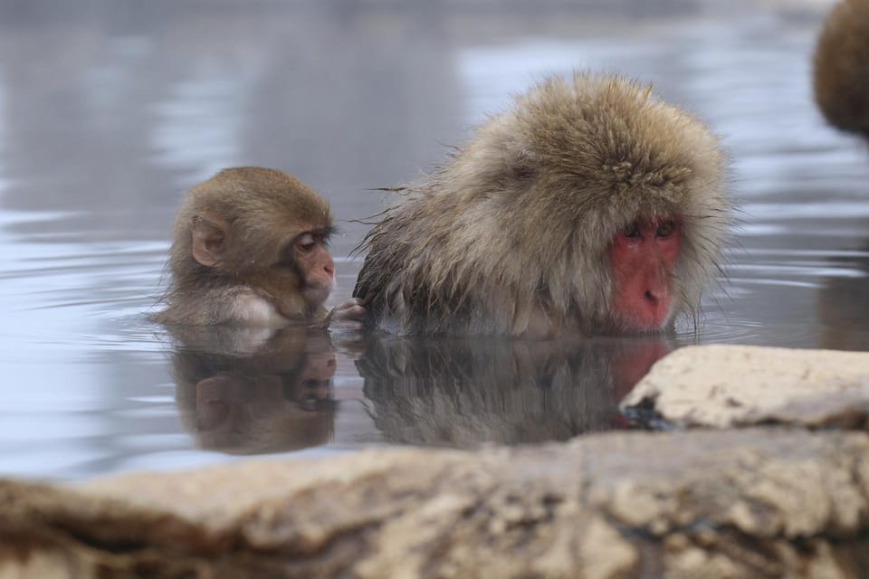 2-Day Snow Monkey Tour: Nagano To Takayama via Matsumoto - Matsumoto Castle Visit