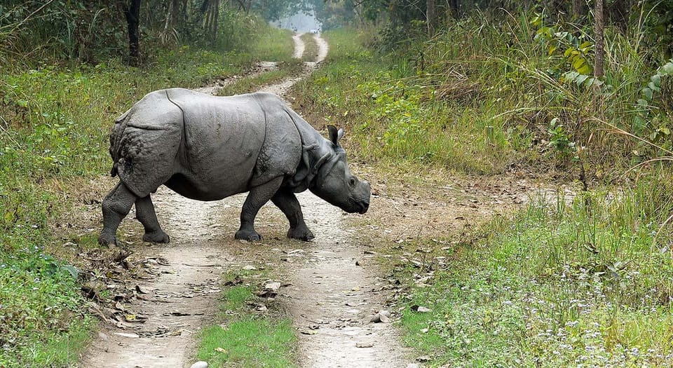 2 Night 3 Days Chitwan National Park/From Kathmandu/Pokhra - Best Time to Visit