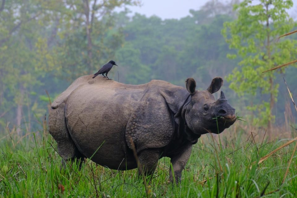 3-Day Chitwan Safari Tour With Hotel Transfers, Kathmandu - Wildlife Experience Highlights