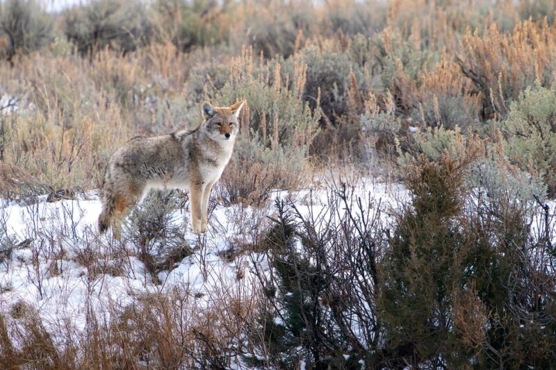 3 Day Wildlife Photography Tour in Yellowstone National Park - What to Bring