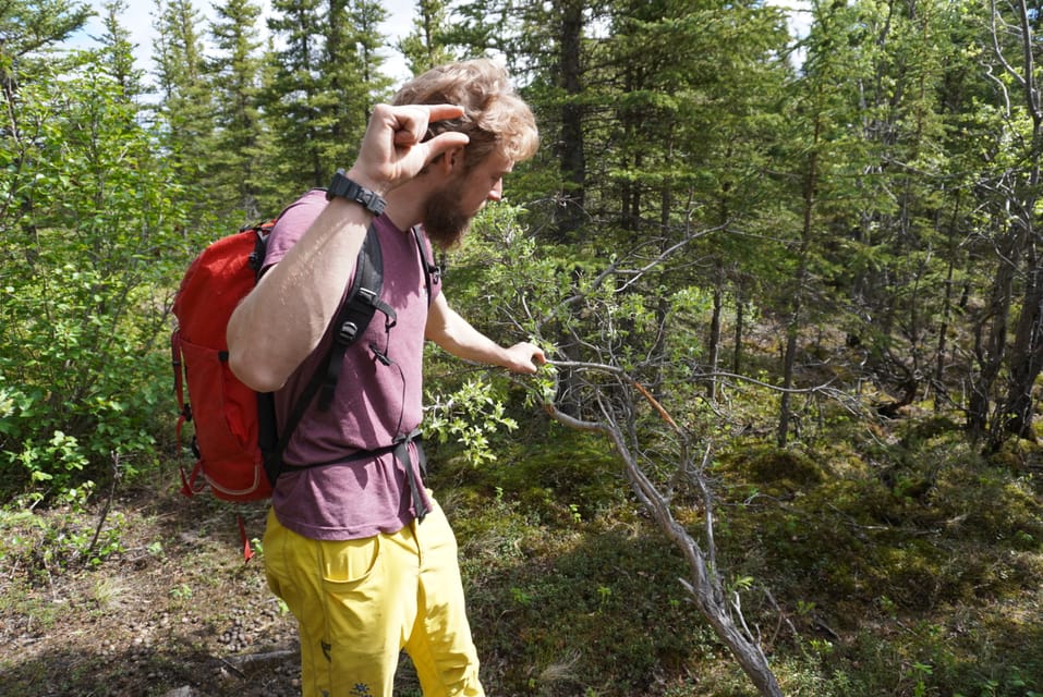 4 Hour Off-Trail Wilderness Wonders Tour in Denali - Wildlife Sightings