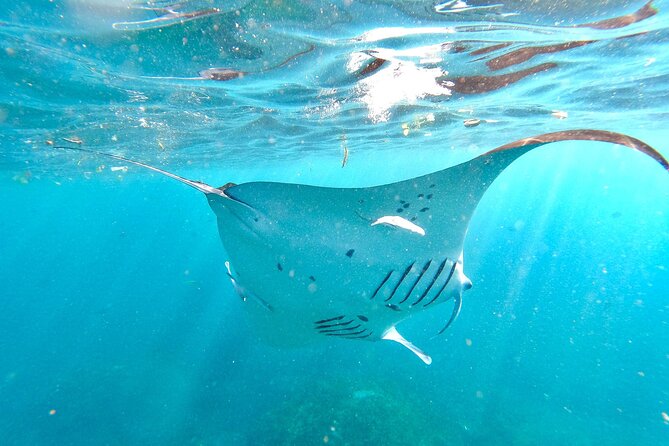 4 Spots Snorkeling Tour With Manta Rays in Nusa Penida - Booking Process