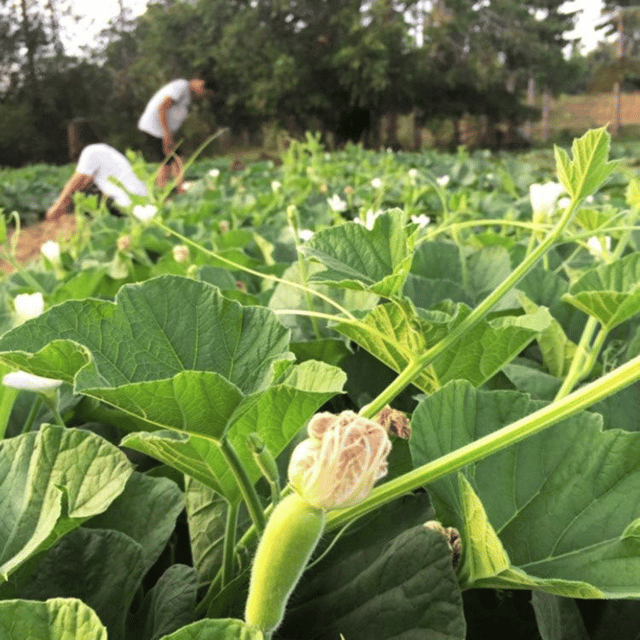 5-Hours Farmstay Experience - Dipping Pool Relaxation