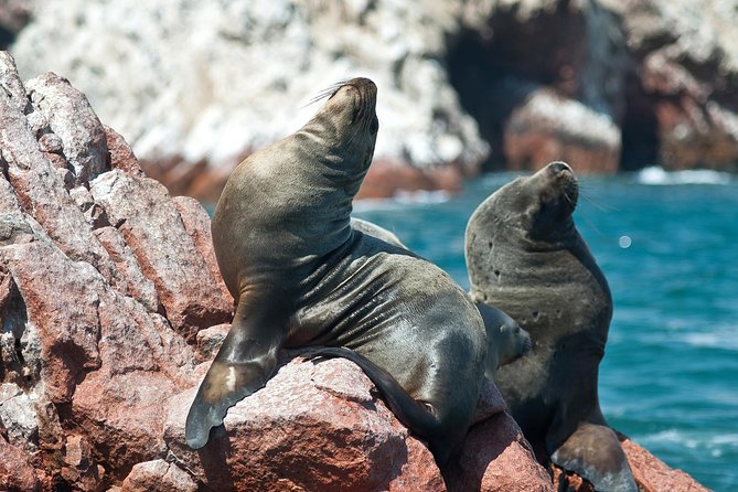 8 Day Enigmas of Peru: Lima, Nasca, Cusco, Sacred Valley & Machu Picchu - Paracas National Reserve