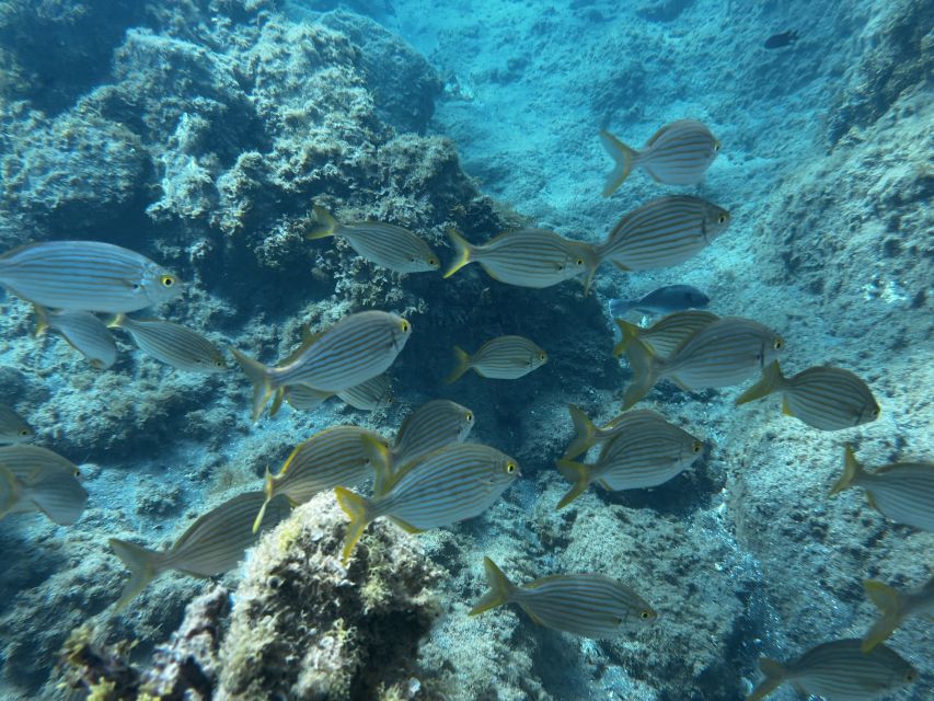 Abades: Guided Snorkeling Tour With Photos - What to Bring