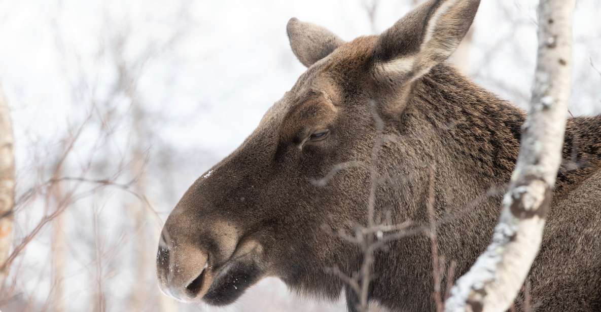 Abisko: Wilderness Snowshoe Hike - Tips for a Memorable Experience