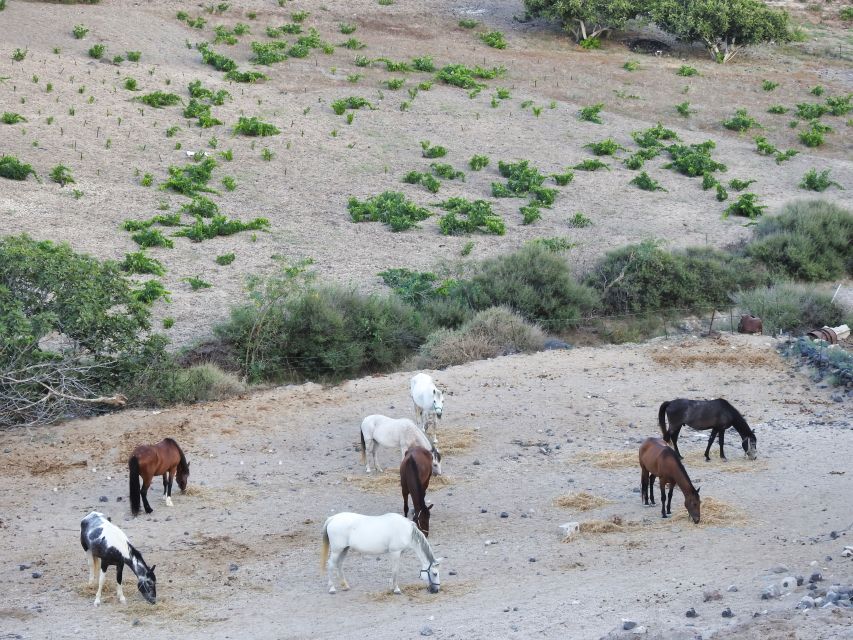 Akrotiri: Guided Horseback Riding Day Trip to a Beach - Customer Ratings and Feedback