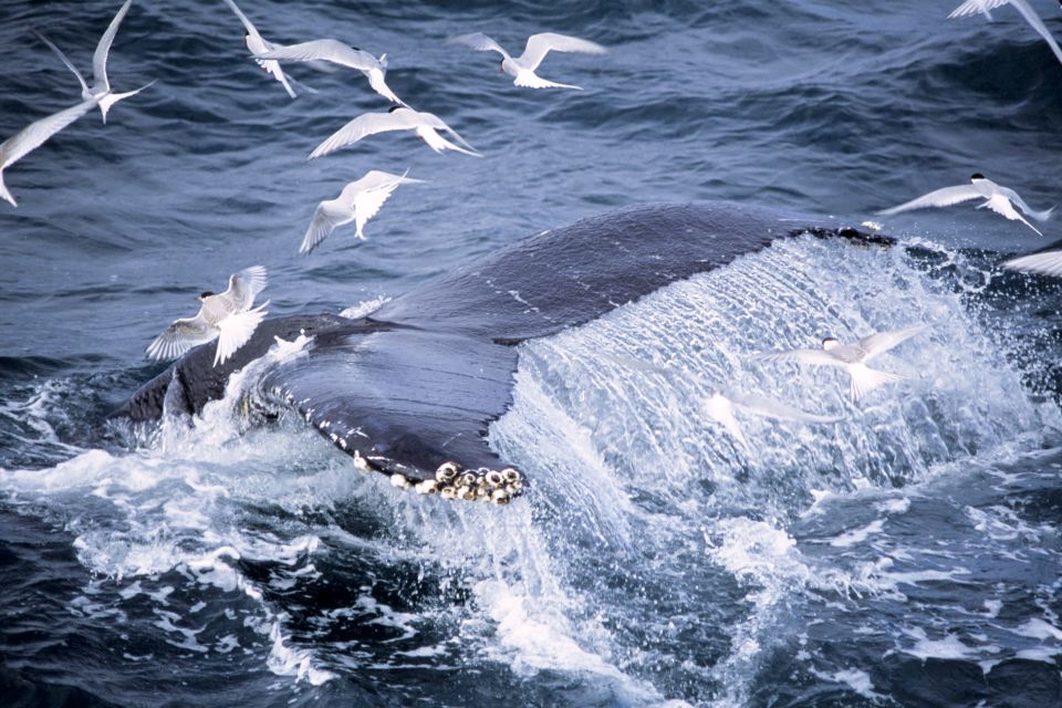 Akureyri: Whale Watching in the Midnight Sun - Meeting Point and Logistics