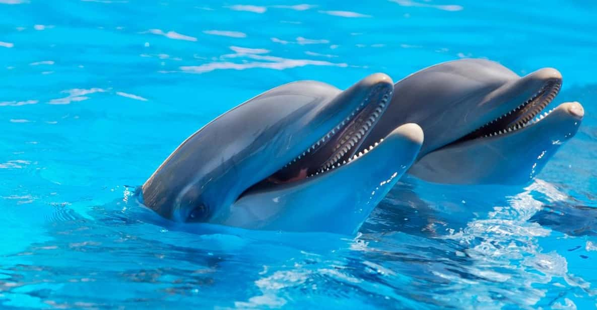 Alanya Dolphin Show: Stunning Unforgettable Performances - Transportation Options Available