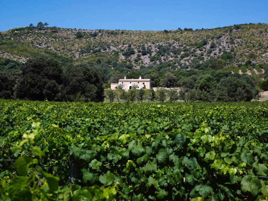 Alcudia: Vineyard Tour & Exclusive Wine Tasting Experience - Customer Feedback and Suitability