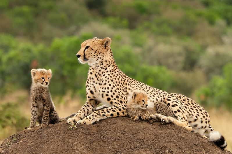 All-inclusive Big 5 Aquila Safari Game Drive Experience - Inclusions and Additional Information