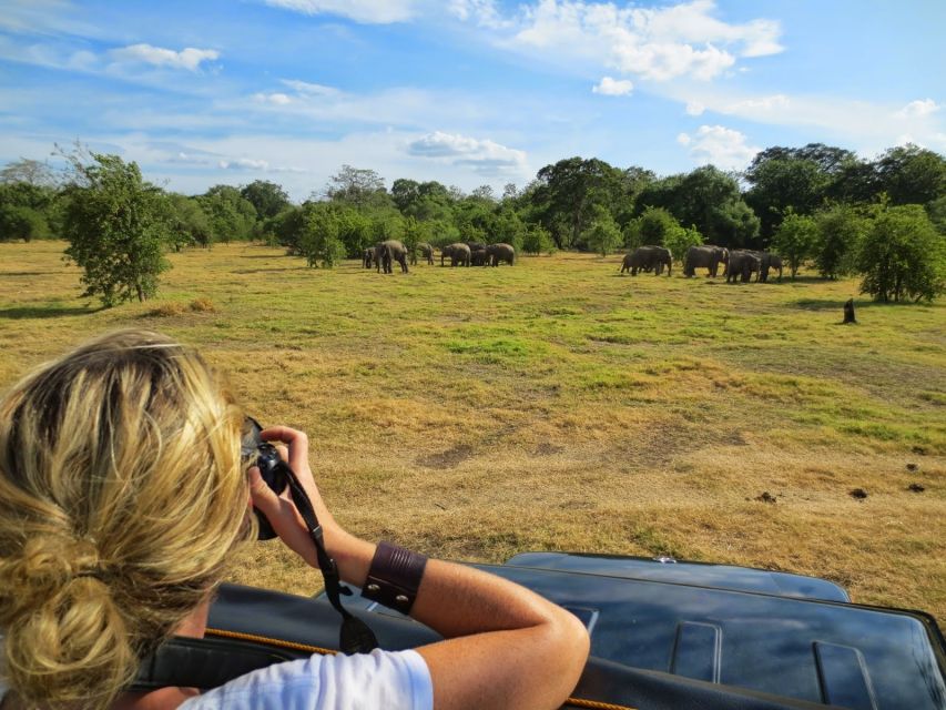 All-Inclusive Minneriya National Park Afternoon Safari - Transportation and Pickup