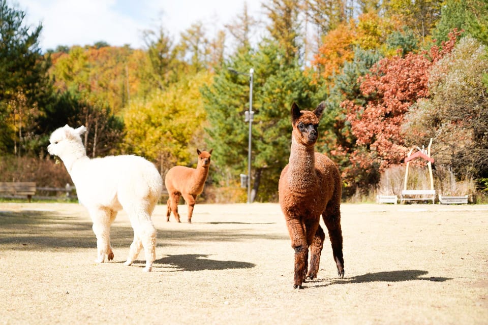 Alpaca World + Garisan 2 Course Zipwire - Duration and Pricing