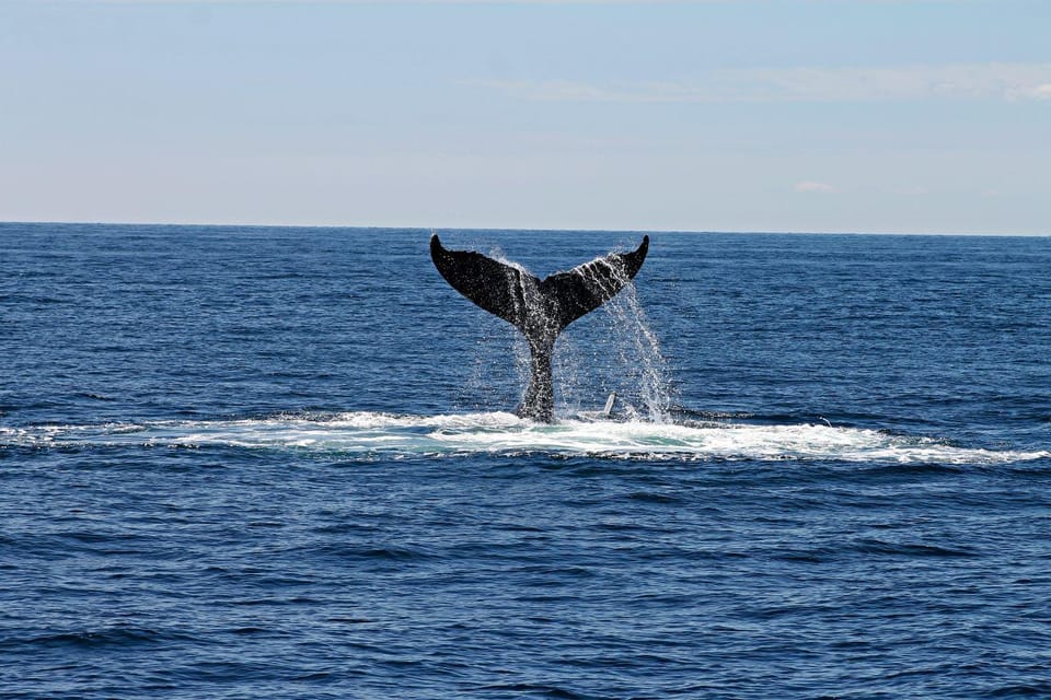 Alta Fjord: Private Whale Watching Tour - Frequently Asked Questions