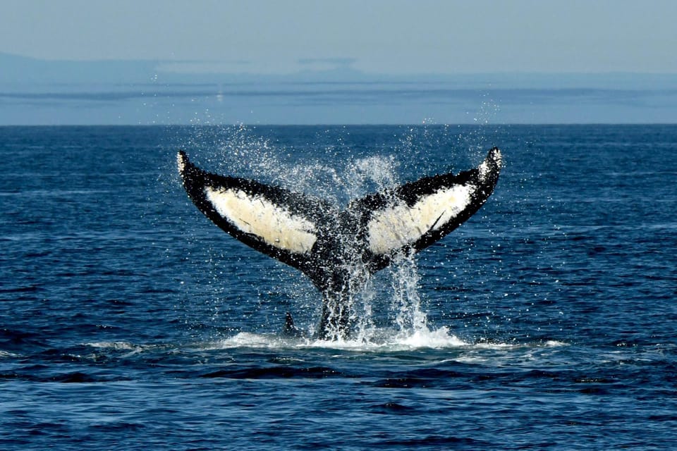 Anacortes: Whale Watching Adventure Tour - Items to Bring