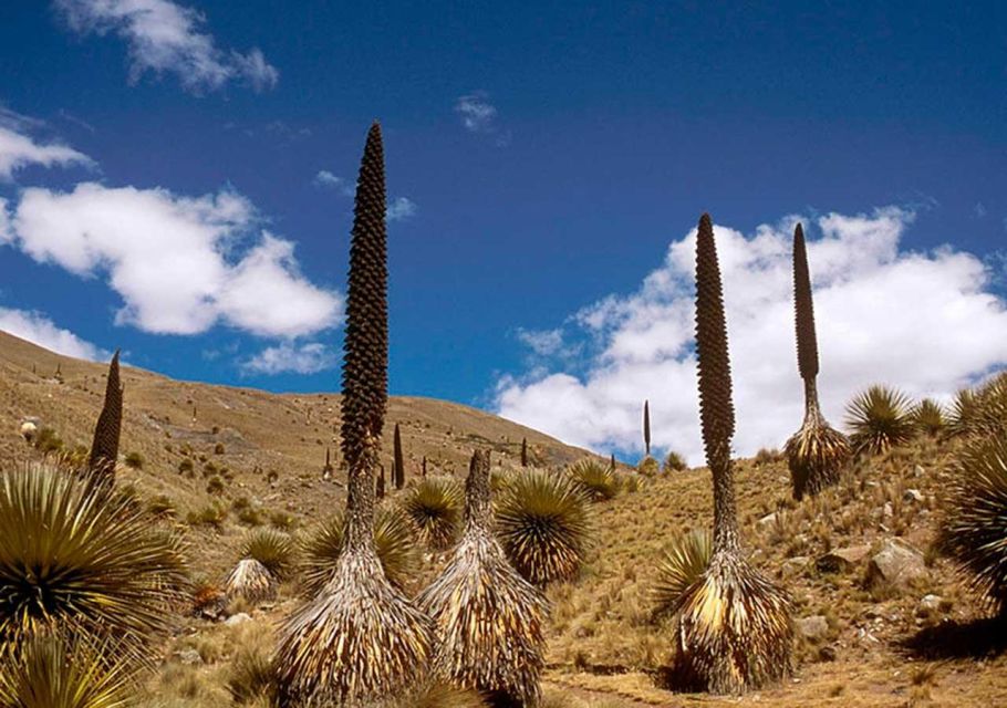 Ancash: Nevado Pastors and Puyas Raymondi Tour | Full Day | - Nearby Attractions to Explore