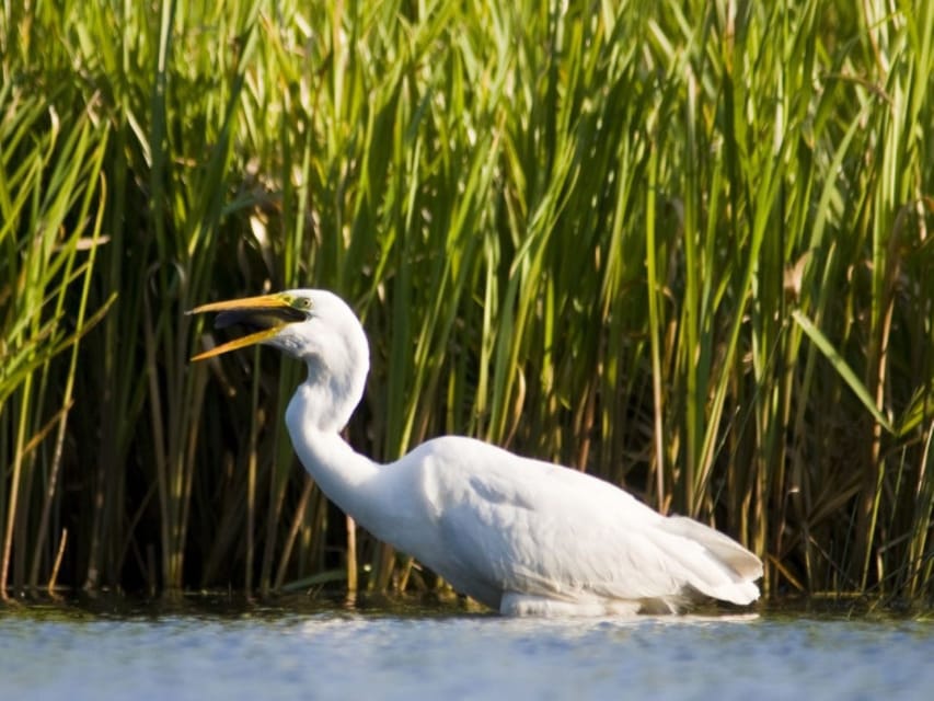 Anklam: Evening Wildlife Boat Tour With Naturalist Guide - Refreshments Provided