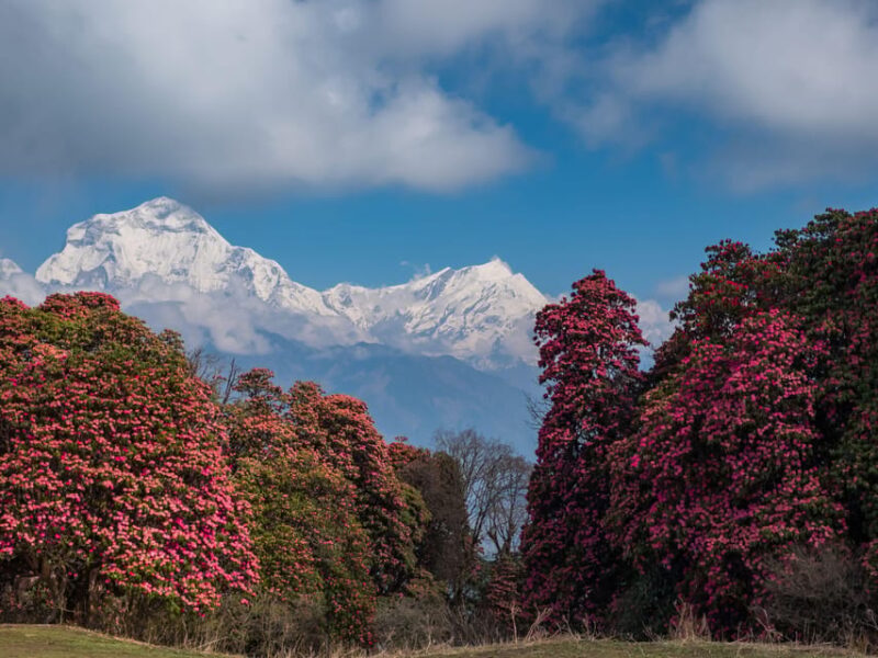 Annapurna Base Camp Trek: 5 Days From Pokhara - Accommodation Options