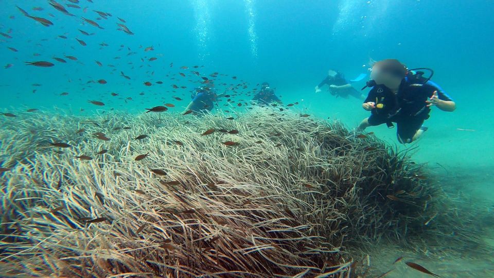 Athens East Coast: Discover Scuba Diving in Nea Makri - Inclusions and Requirements