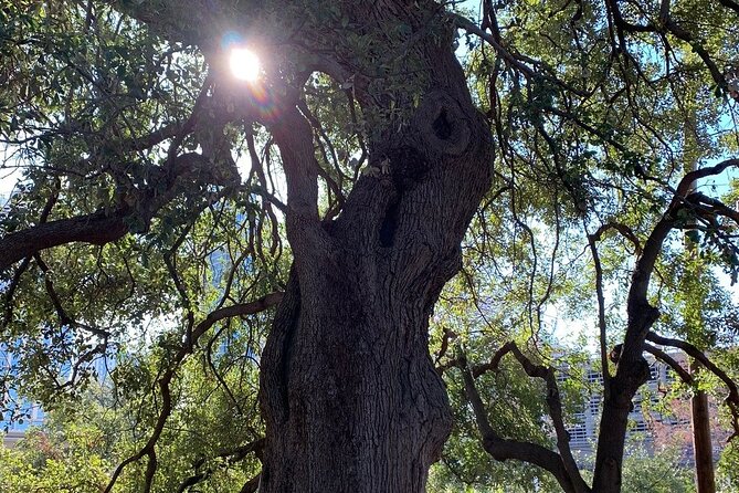 Austin Icons Bicycle Tour - Tips for a Great Tour