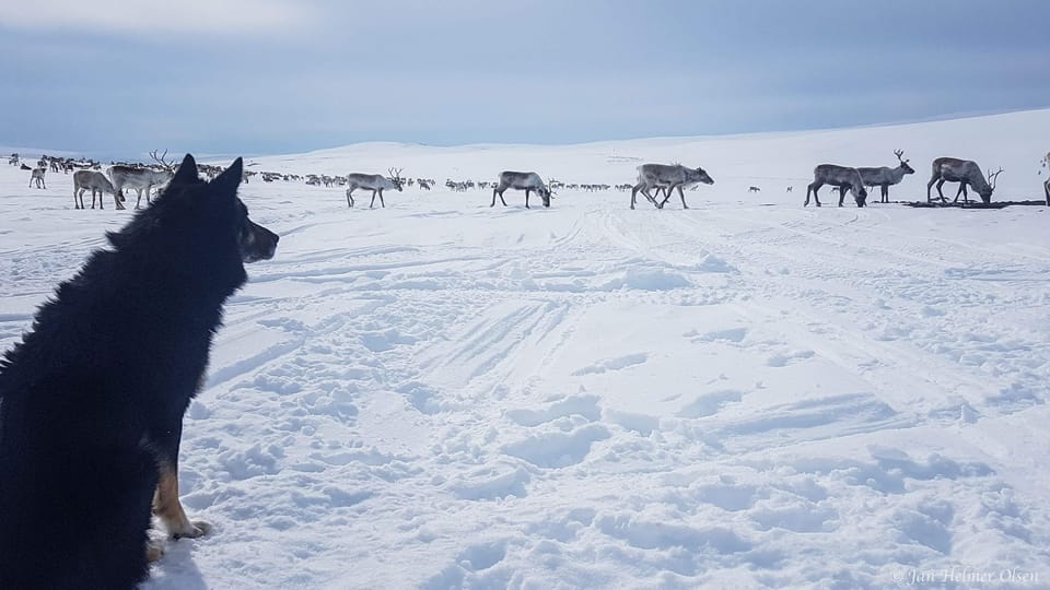 Authentic Sami Reindeer Herding Adventure in Arctic Norway - Cultural Experiences