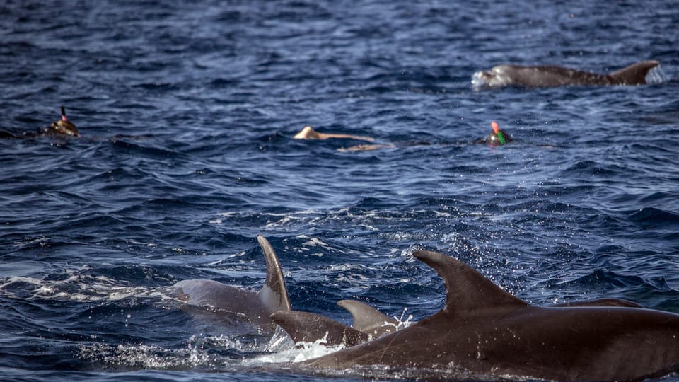 Azores: Swim With Dolphins Atlantic Experience - Safety Information