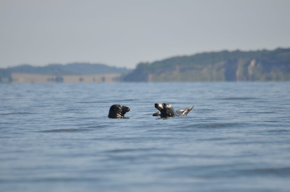 Baabe on Rügen: Seal-Spotting Cruise in the Baltic - Customer Feedback