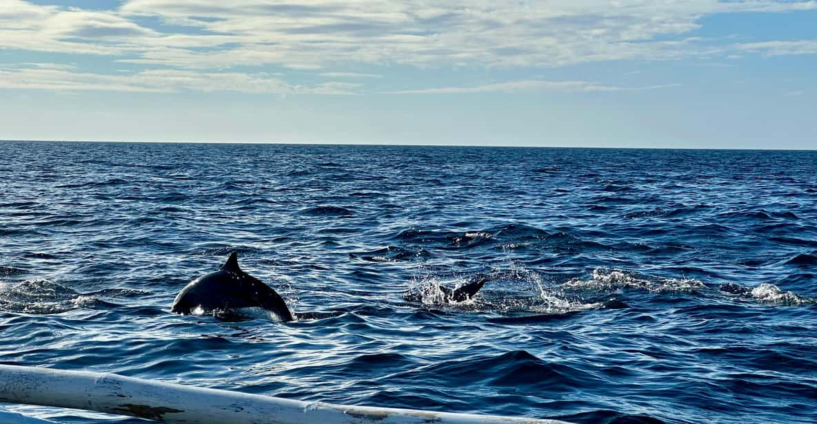 Balicasag Island Private Tour and Dolphin Watching - Paddleboating Adventure