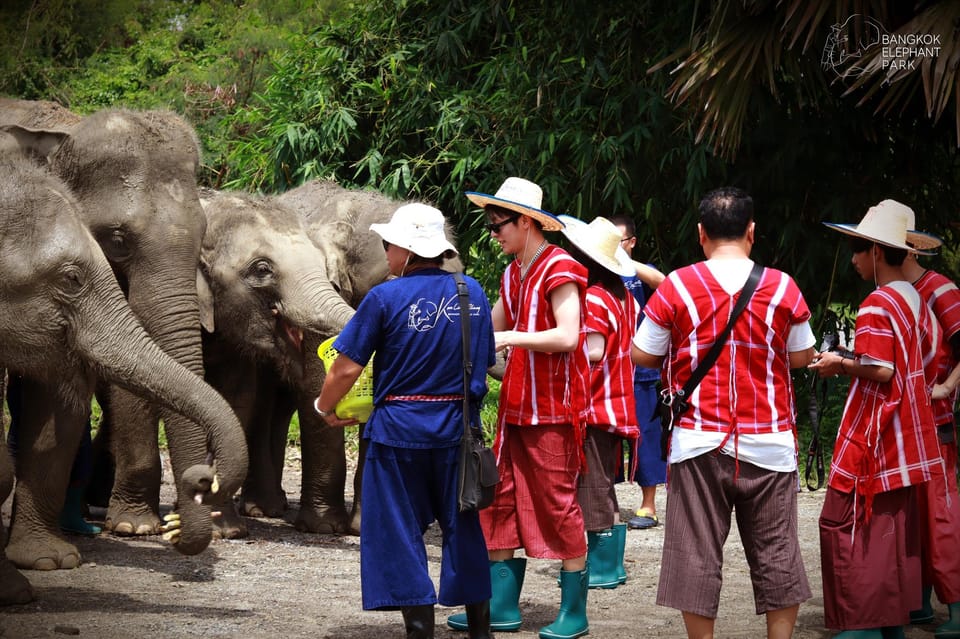 Bangkok Elephant Park: HD Elephant Experience (No Transfers) - Participant Information