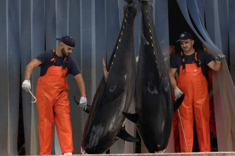 Barbate: Boat Tour to the Almadraba of Conil (Tuna Fishing) - Meeting Point and Requirements