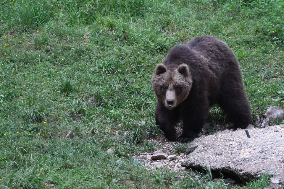 Bear Watching Slovenia With Ranger and Local Guide - What to Bring