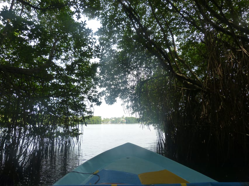 Bentota River Safari, Crocodiles, Monkeys, Mangrove & More - Mangrove Jungle Exploration