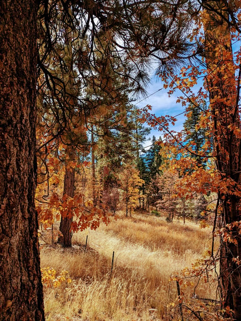 Big Bear: Family-Friendly Nature Walk W Hot Chocolate - Meeting Information