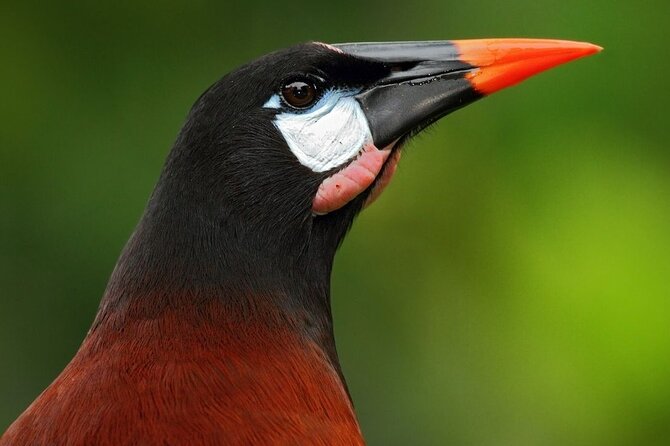 Bird Watching Near the Arenal Volcano - Highlighted Bird Species