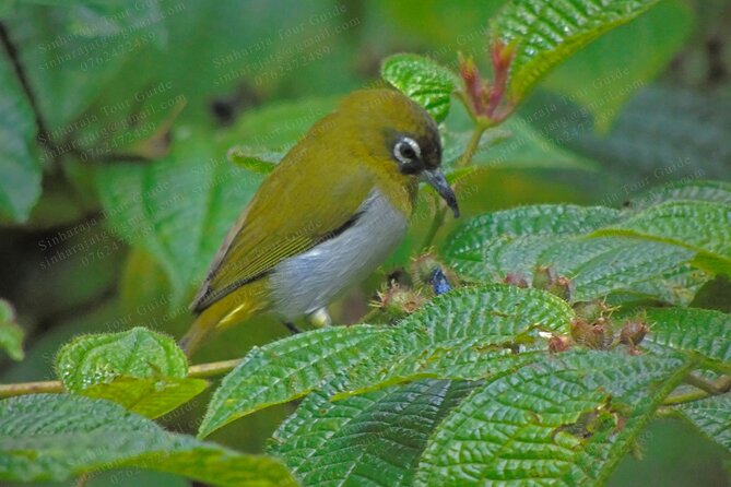 Bird Watching Tours in Sinharaja Rain Forest - Cancellation Guidelines