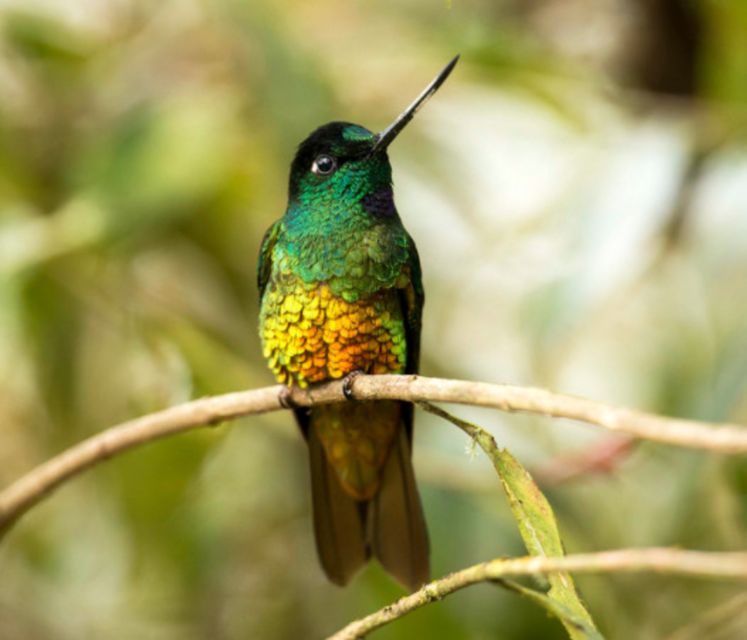 Birdwatching Day Tour at Chicaque Natural Park - Frequently Asked Questions