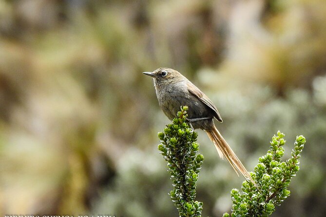 Birdwatching Tour in Cajas National Park From Cuenca - Review Highlights